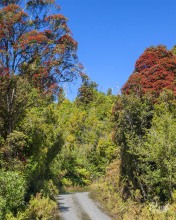 Rata tree in forest
