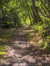Forest Track