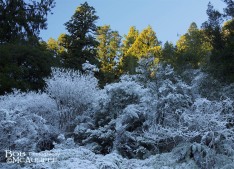 Frosty corner