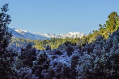 Frosted Forest