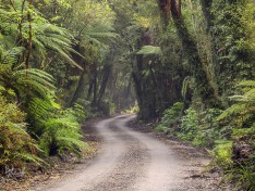Forest Road