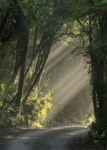 Forest Road
