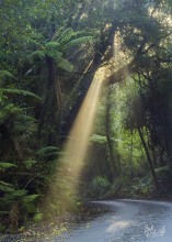 Forest Road