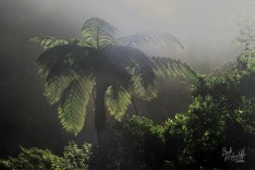 Forest Silhouette
