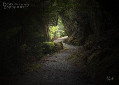 Track at Okarito Forest