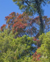 Rata tree in forest