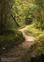 Track to Coal Creek Falls