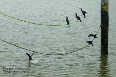 Shags on Rope