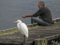 Kotuku waits for a feed