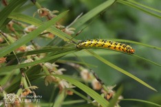 Kowhai Moth Caterpillar