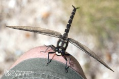 Bush Giant Dragonfly
