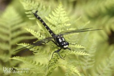 Bush Giant Dragonfly