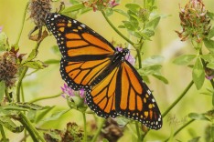 Monarch Butterfly