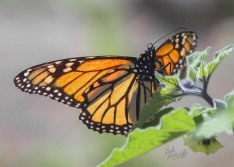 Monarch Butterfly