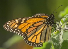Monarch Butterfly