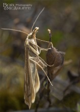Unknown Moth