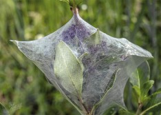Nursery Web Spider