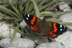 Red Admiral Butterfly