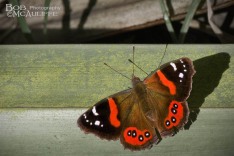 Red Admiral Butterfly