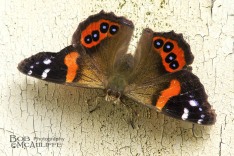 Red Admiral Butterfly