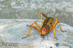 Weta