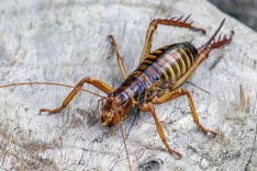 Weta