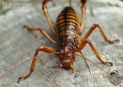 Weta