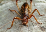 Weta