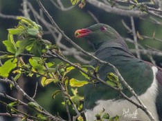Kereru (NZ Wood Pigeon)
