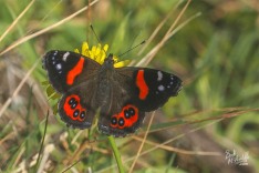 Red Admiral Butterfly