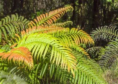 Blechnum capense Blechnum capense