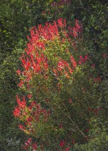 Rata new leaves Rata new leaves