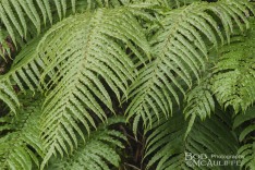 Blechnum capense Blechnum capense