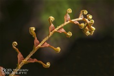 Unfurling Frond Unfurling Frond