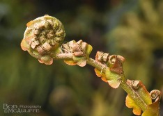 Unfurling Frond Unfurling Frond