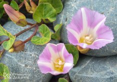 Shore Convolvulus Shore Convolvulus