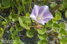 Shore Convolvulus Shore Convolvulus