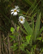 Celmisia species Celmisia species