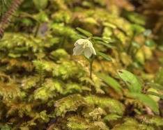 Forest floor plants Forest floor plants