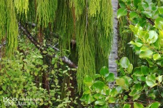 Forest Foliage Forest Foliage