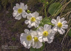 Mount Cook Lily