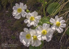 Mount Cook Lily Mount Cook Lily