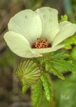 Puarangi Puarangi