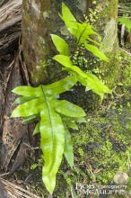 Hound's Tongue Fern Hound's Tongue Fern