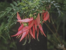 Kaka Beak Kaka Beak