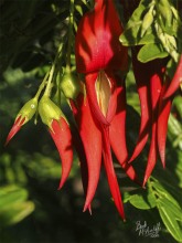 Kaka Beak Kaka Beak