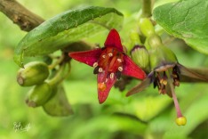 NZ Tree Fuchsia NZ Tree Fuchsia