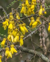 Kowhai Kowhai