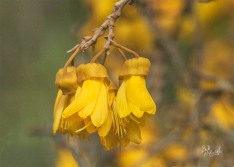 Kowhai Kowhai