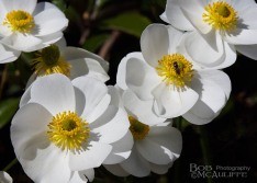 Mount Cook Lily Mount Cook Lily